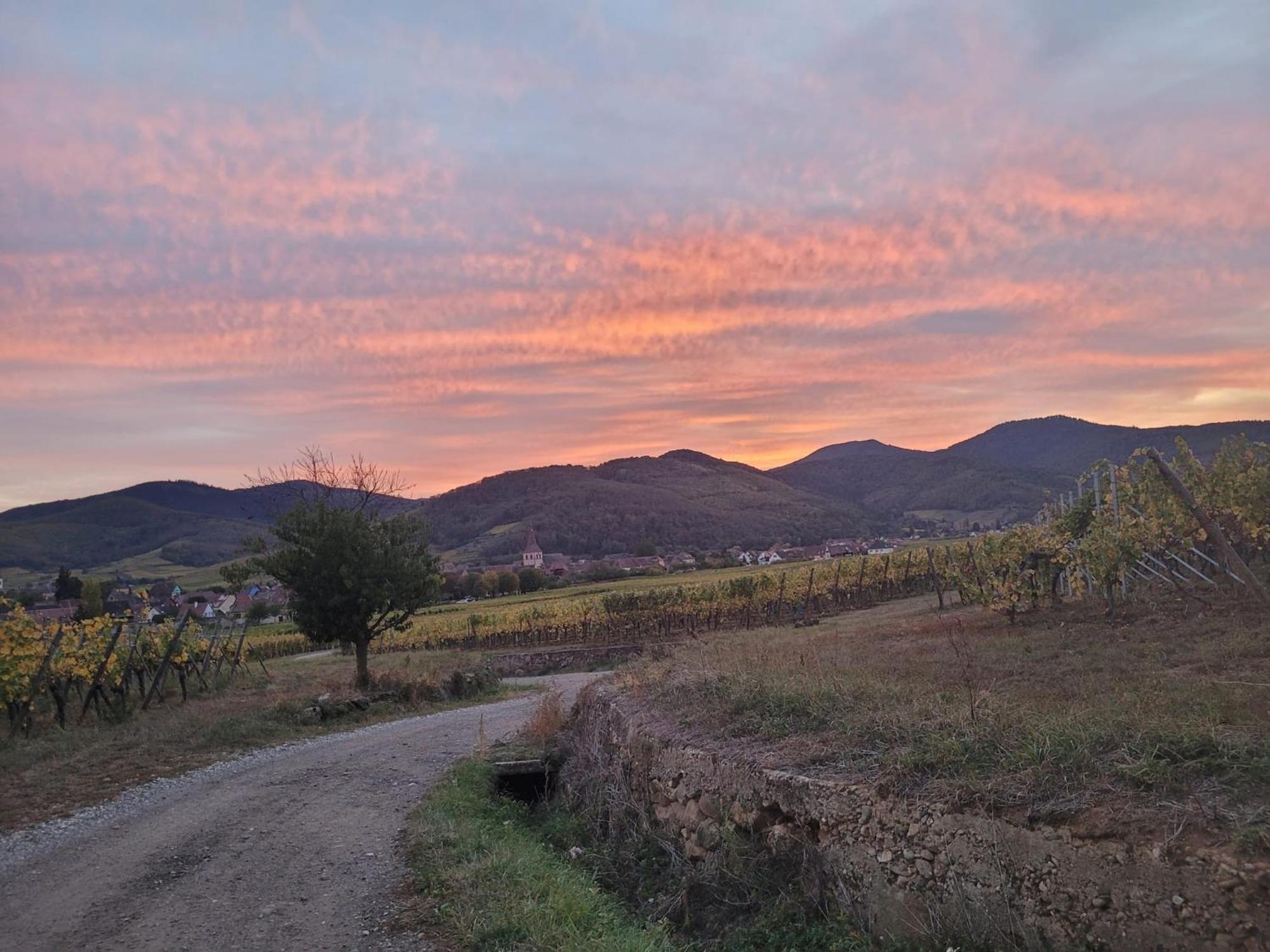 Naova Cosy Studio Kaysersberg-Vignoble Exterior foto